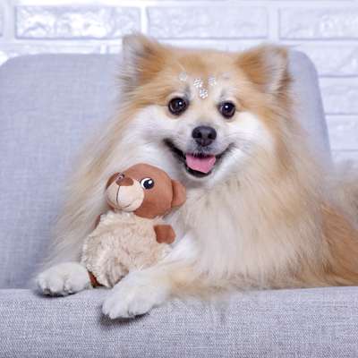 Brinquedo Pelúcia Ursinho Plush para Cães