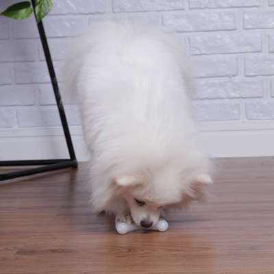 Brinquedo LCM Osso de Nylon Duraflex Branco
