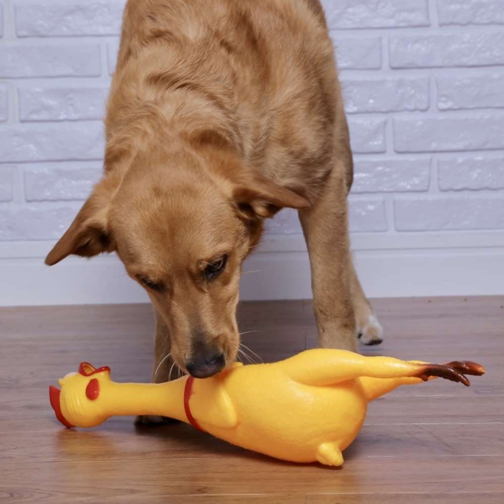 Brinquedo Sonoro The Pets Brasil Frango Gritador - Tam. GG