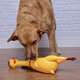 Brinquedo Sonoro The Pets Brasil Frango Gritador