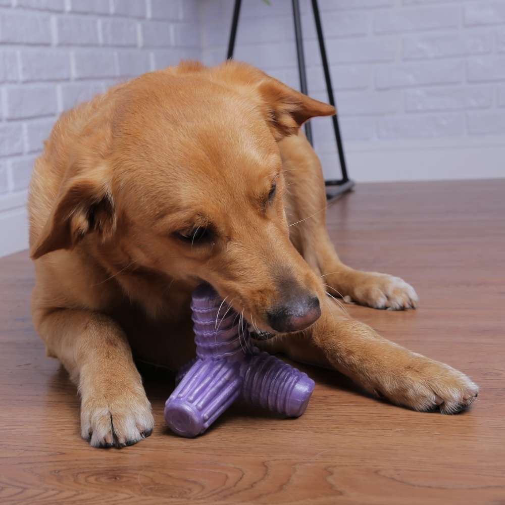 Brinquedo Mordedor Pet Games 4 Dogs Soft Lilás - Tam. G
