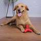 Brinquedo Mordedor Pet Games 4 Dogs Nylon Vermelho