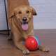 Brinquedo Amicus Crazy Ball Vermelho e Azul para Cães e Gatos G