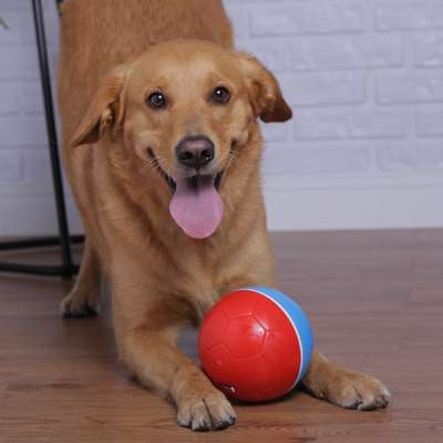 Brinquedo Amicus Crazy Ball Vermelho e Azul para Cães e Gatos G