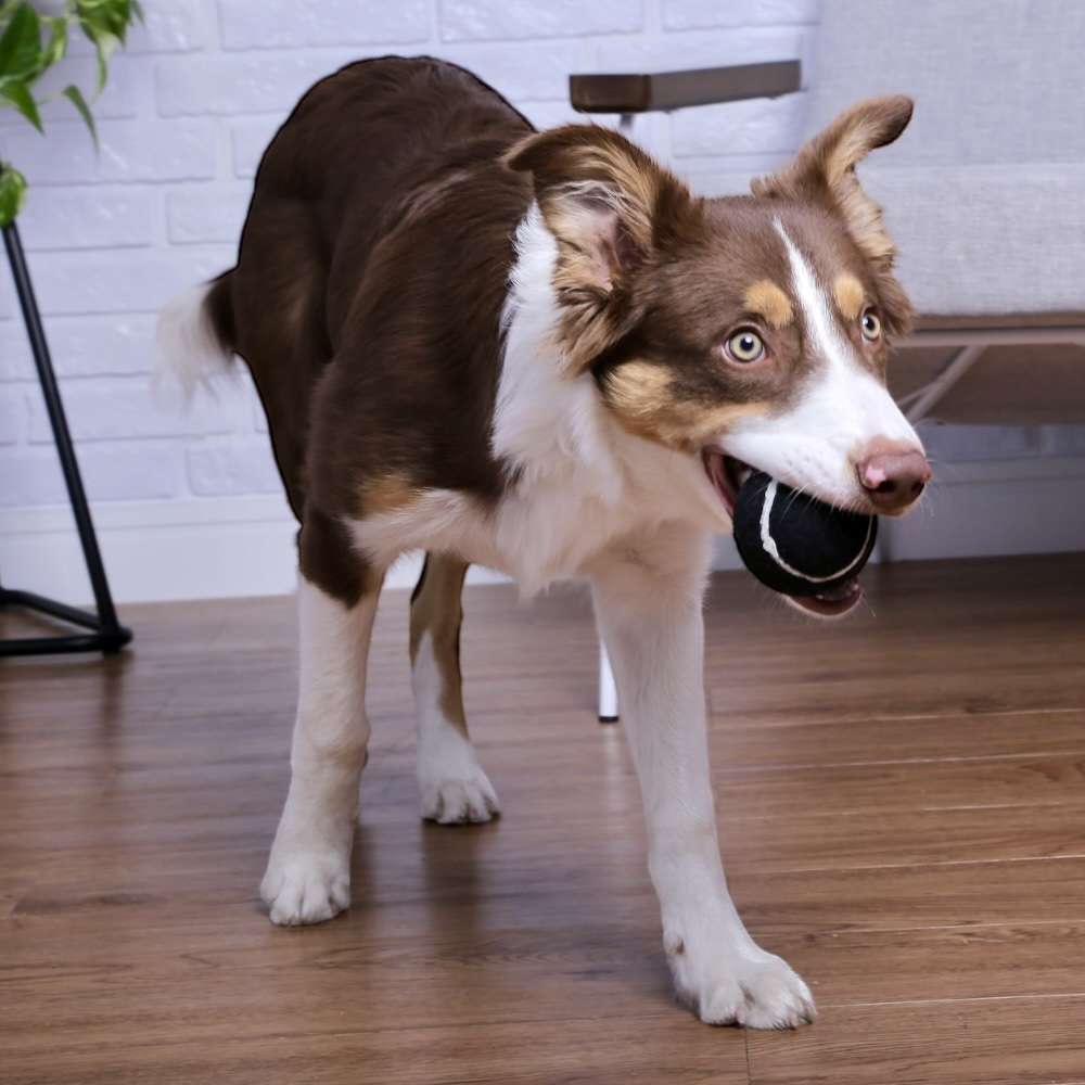 Brinquedo Bola de Tênis Extra Forte para Cães - Tam. G