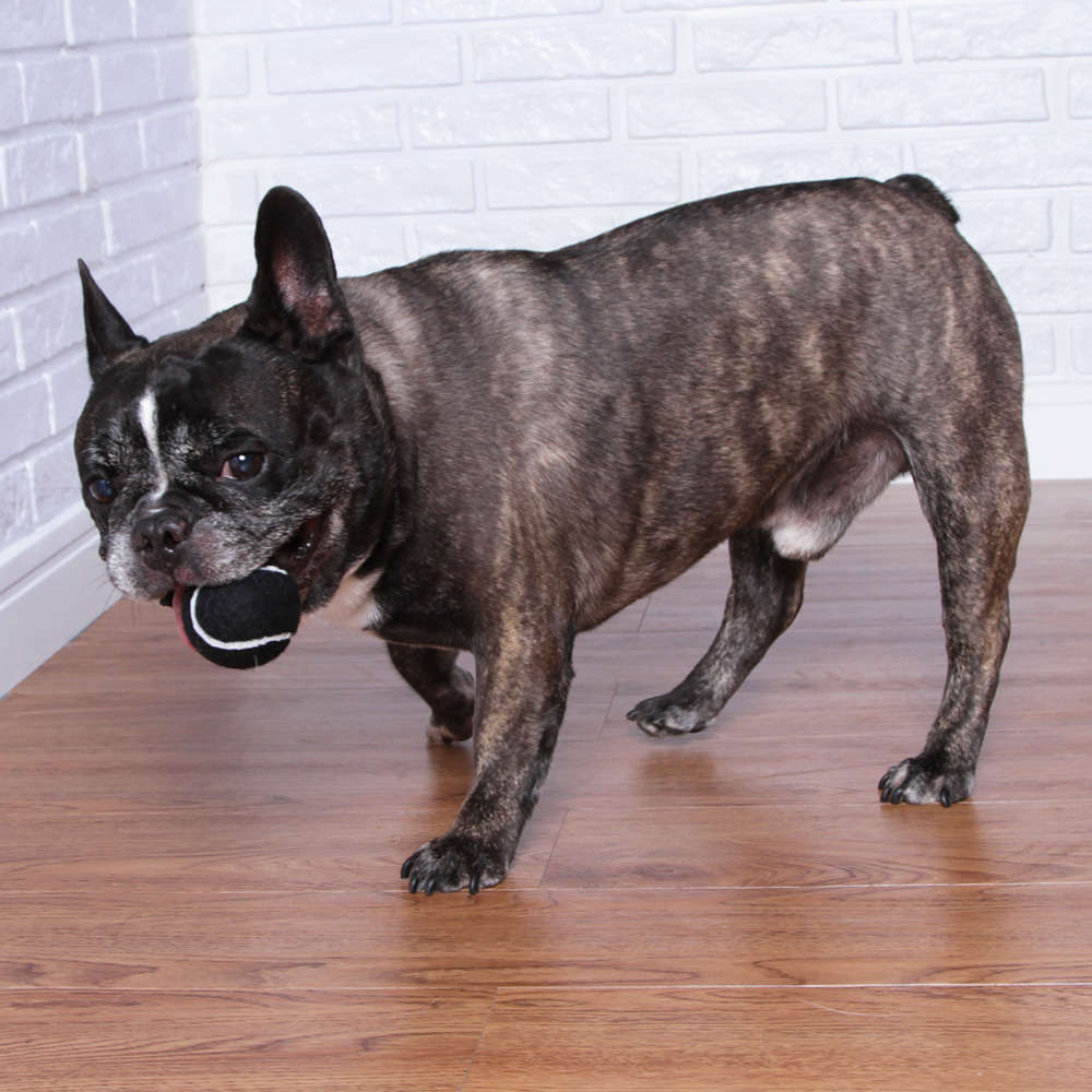 Brinquedo Bola de Tênis Extra Forte para Cães - Tam. P