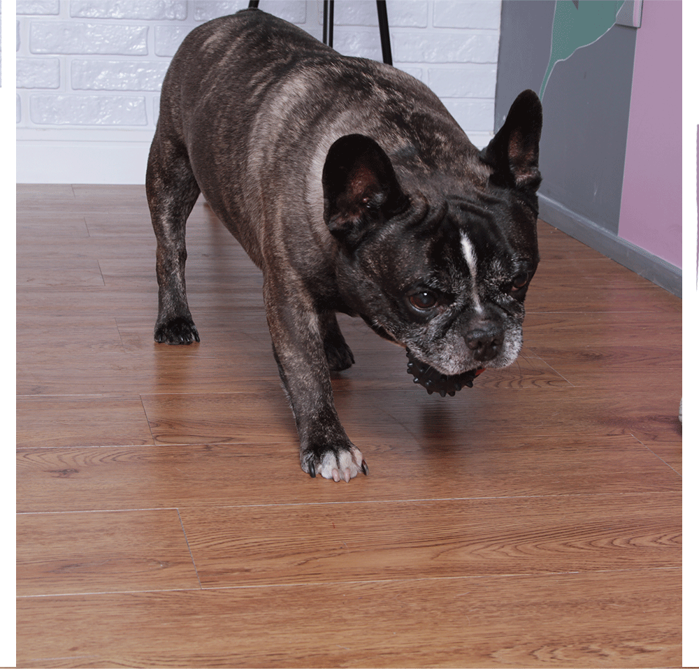 Brinquedo Bola de Borracha Maciça Extra Forte com Cravo para Cães - Tam. M