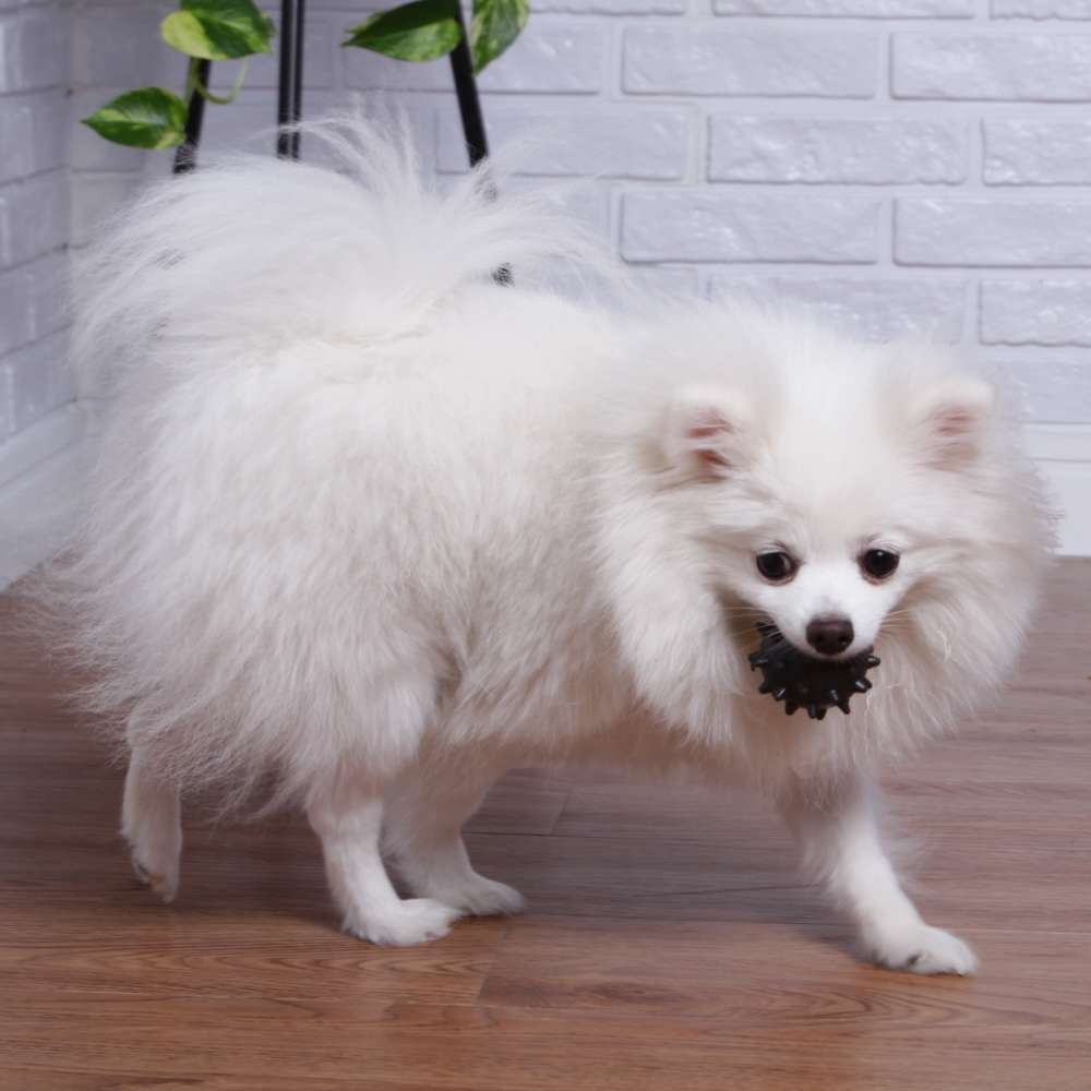 Brinquedo Bola de Borracha Maciça Extra Forte com Cravo para Cães - Tam. P