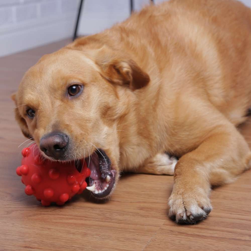 Brinquedo Duraball Solapa para Cães - Tam. G