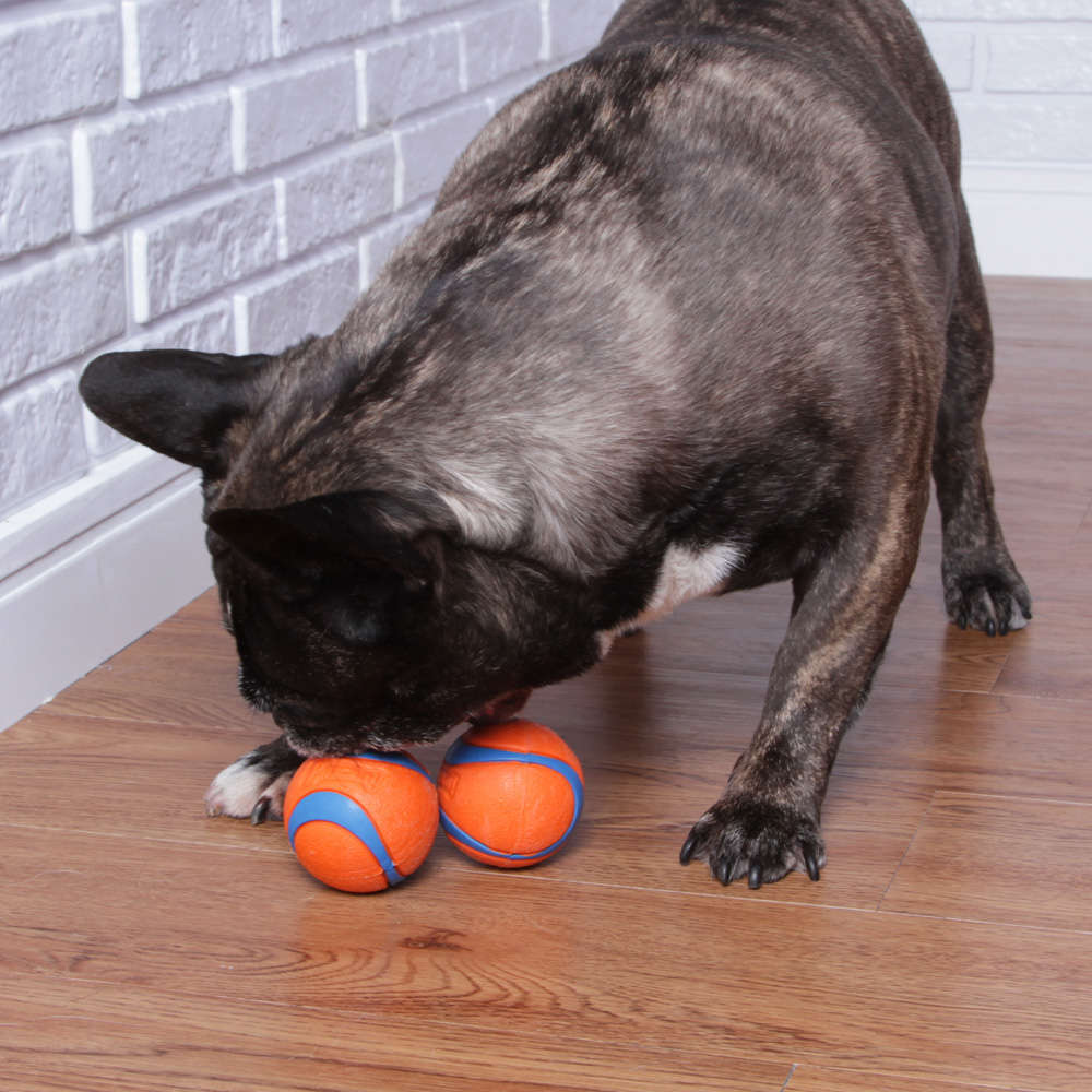 Brinquedo Chuckit Bola Ultra Ball 2 Unidades - Tam. M