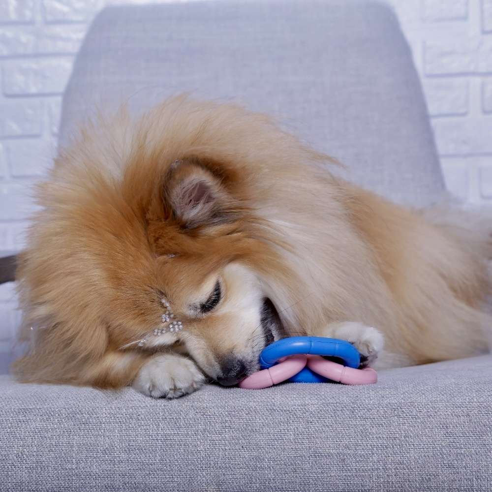 Brinquedo Corrente Invincible Rosa para Cães - Tam. PP
