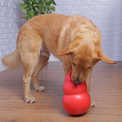 Brinquedo KONG Bounzer