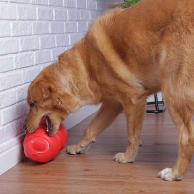 Brinquedo KONG Bounzer