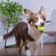 Brinquedo Kit com 3 Bolas de Tênis Amarela para Cães