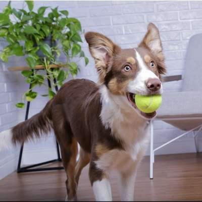 Brinquedo Kit com 3 Bolas de Tênis Amarela para Cães