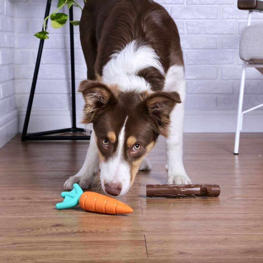 Brinquedo Buddy Toys Nylon Kit Queridinhos Cenoura e Graveto para Cães - Kit
