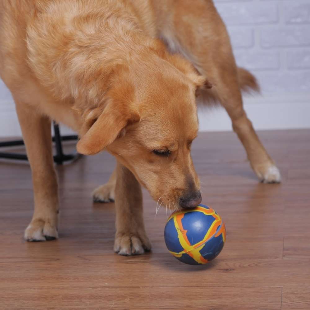 Brinquedo LCM Bola de Borracha Natural Big Dog Maciça Mescla - Tam. G
