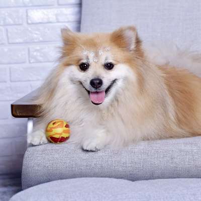 Brinquedo LCM Bola de Borracha Natural Big Dog Maciça Mescla