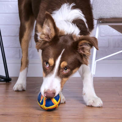 Brinquedo LCM Bola de Borracha Natural Big Dog Maciça Mescla