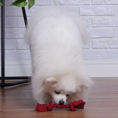 Brinquedo Dental Bone
