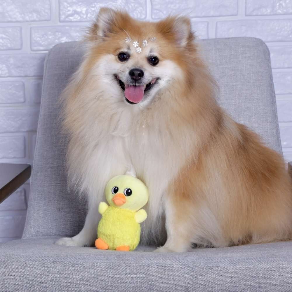 Brinquedo Home Pet Pelúcia Pintinho Amarelo - Tam. 02