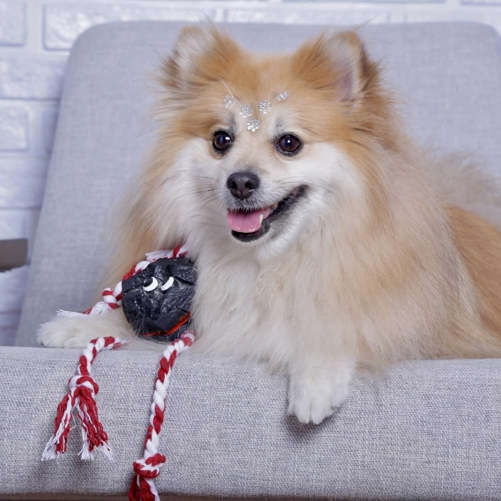 Brinquedo Pedra com Corda A para Cães - Tam. Único