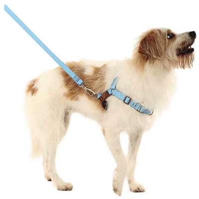 Conjunto Peitoral Antipuxão e Guia Azul