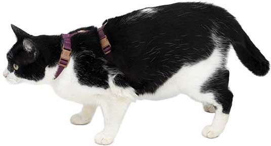 Conjunto Peitoral H Neo U Bordo Caqui para Gatos - Tam. Único