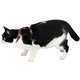 Conjunto Peitoral H Neo U Bordo Caqui para Gatos