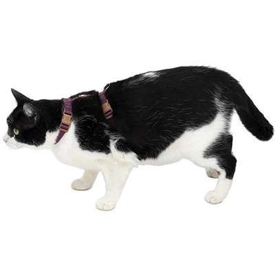 Conjunto Peitoral H Neo U Bordo Caqui para Gatos