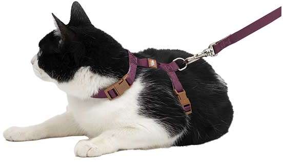 Conjunto Peitoral H Neo U Bordo Caqui para Gatos - Tam. Único