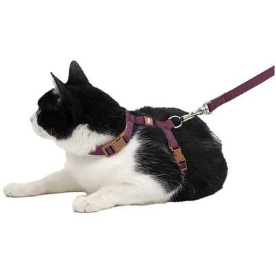 Conjunto Peitoral H Neo U Bordo Caqui para Gatos
