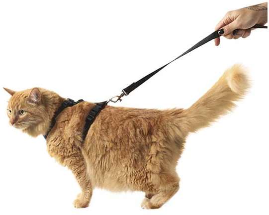 Conjunto Peitoral H Toh Neo Gato U e Guia Black - Tam. Único