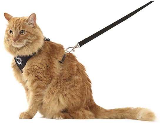 Conjunto Peitoral H Toh Neo Gato U e Guia Black - Tam. Único