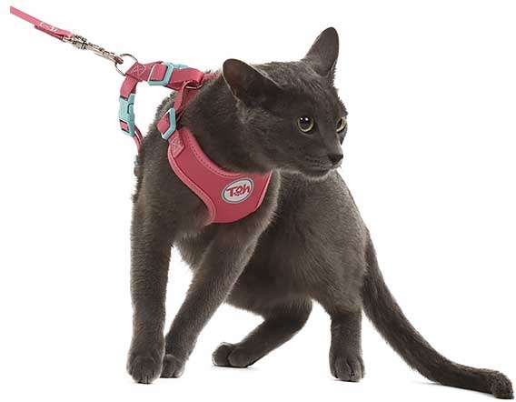 Conjunto Peitoral H Toh Neo Gato U e Guia Fiji - Tam. Único