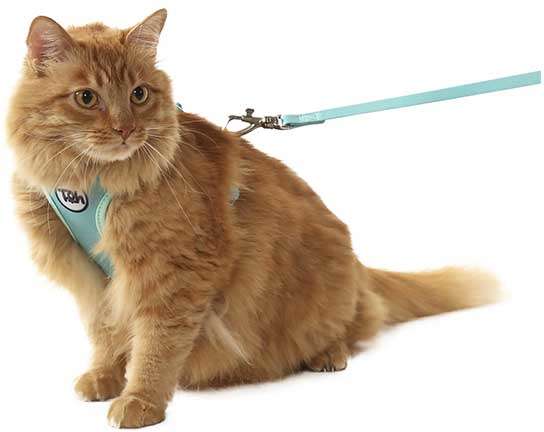 Conjunto Peitoral H Toh Neo Gato U e Guia Maresia - Tam. Único