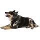 Peitoral Mesh H Black