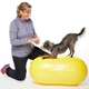 Bola Peanut Inflável FitPAWS® TRAX Para Cães