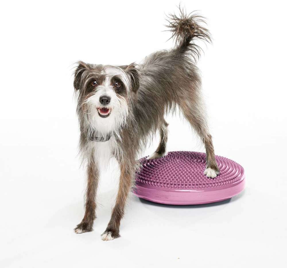 Disco de Equilíbrio Inflável FitPAWS® Para Cães - Tam. M