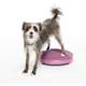 Disco de Equilíbrio Inflável FitPAWS® Para Cães