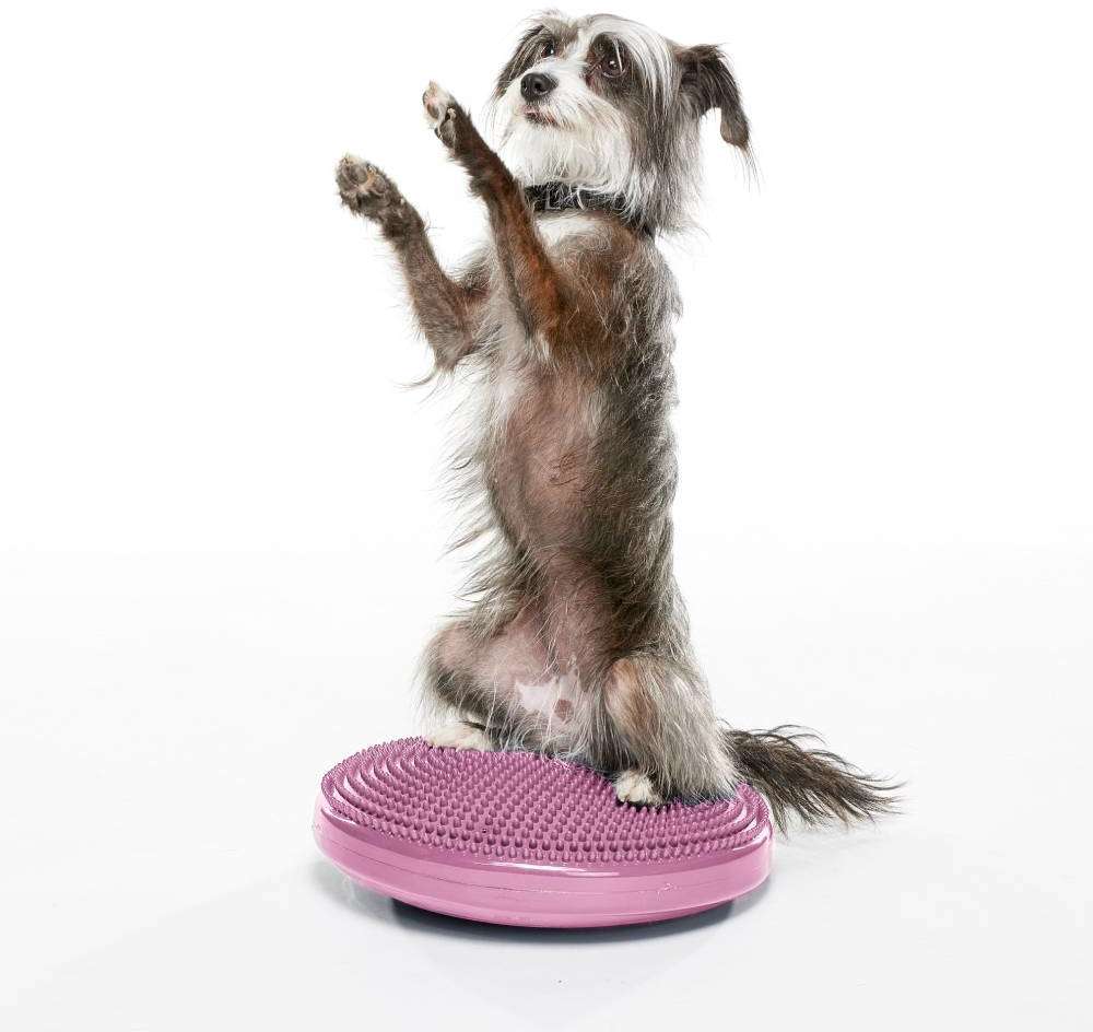Disco de Equilíbrio Inflável FitPAWS® Para Cães - Tam. M