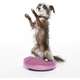 Disco de Equilíbrio Inflável FitPAWS® Para Cães