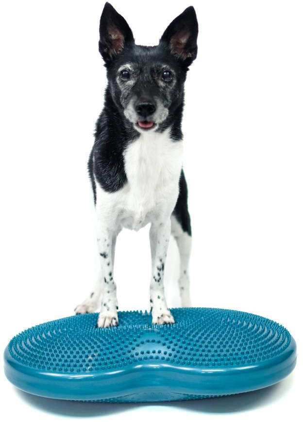 Disco Duplo de Treinamento FitPAWS® Inflável para Cães - Tam. Único