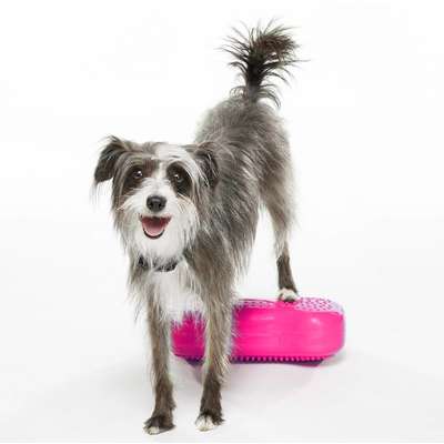Mini Plataforma de treinamento de equilíbrio Inflável FitPAWS® K9FITbones para Cães