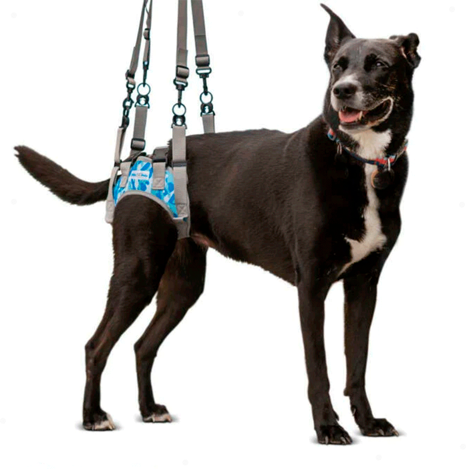 Suporte Pélvico Walkin' Pets Harness Azul - Tam. GG