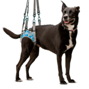 Suporte Pélvico Walkin' Pets Harness Azul - Tam. P