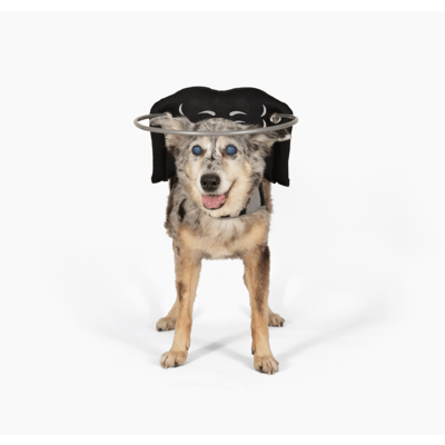 Peitoral para Cães Cegos Muffin's Halo Preto