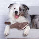 Brinquedo Chalesco Pelúcia Fashion Bone para Cães