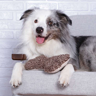Brinquedo Chalesco Pelúcia Fashion Bone para Cães