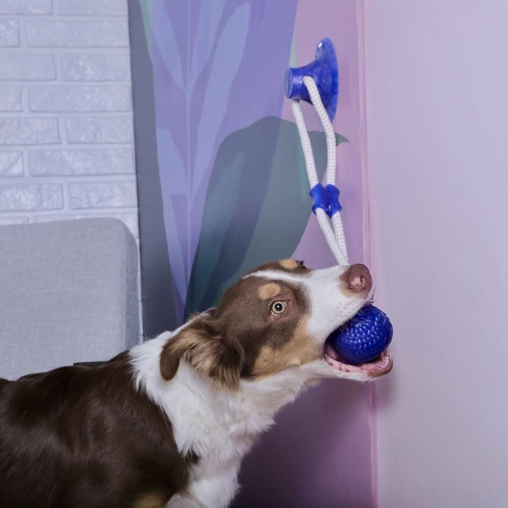Brinquedo Mordedor Bola com Ventosa Azul para Cães - Tam. Único